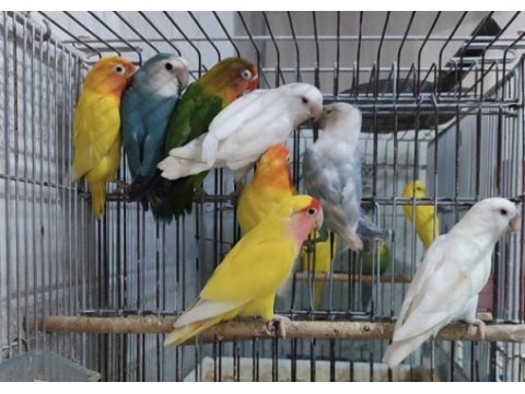 Cennet sevda papağanı ihtiyacı olan buyursun