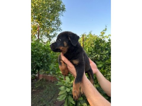 Antalya rottweiler