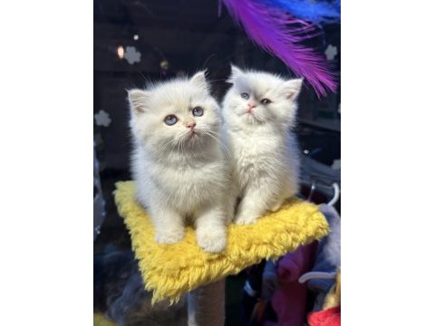 Safkan british shorthair