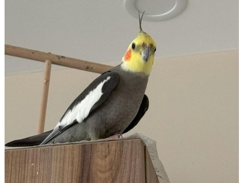 Normal grey erkek sultan papağanı