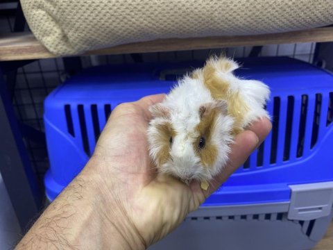 Yavru guinea pig