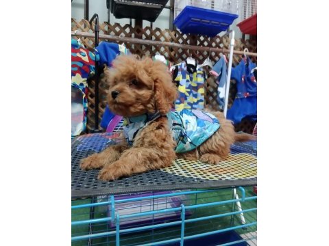 Poodle köpeğimizi için ulaşın