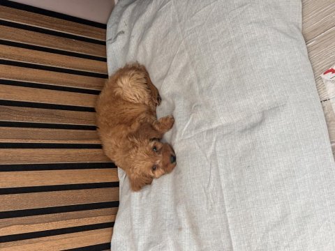 2 aylık dişi maltipoo
