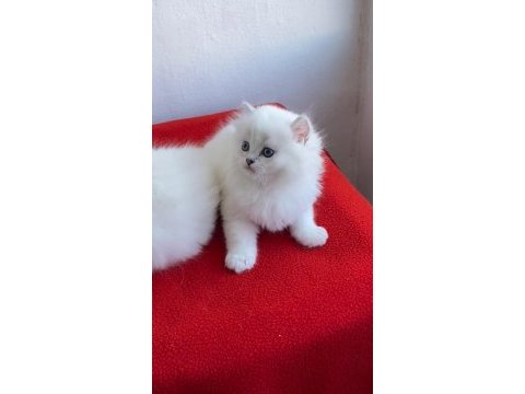 Maviş gözlü safkan british longhair yavrular