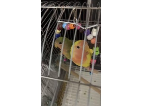 Sevda papağanı yavrusu 5 aylık dişi ve erkek