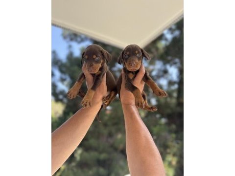 A kalite king doberman yavruları erkek dişi