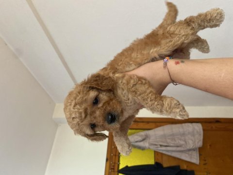Birbirinden sevimli 4 küçük poodle yaramaz