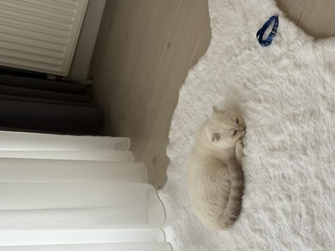 Tatlı scottish fold oğlumuz rio