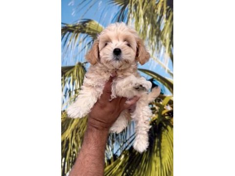 Minyatür maltipoo bebekler