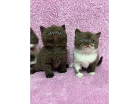Cinnemon british shorthair bebeklerim a kalite