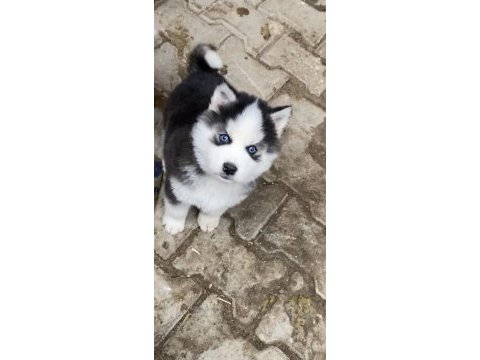 Irk garantili husky yavrularımız