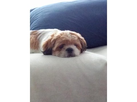Sevimli bir dost shih tzu