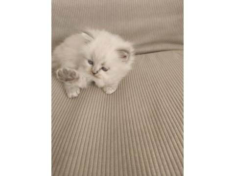 Longhair kedimiz yavru