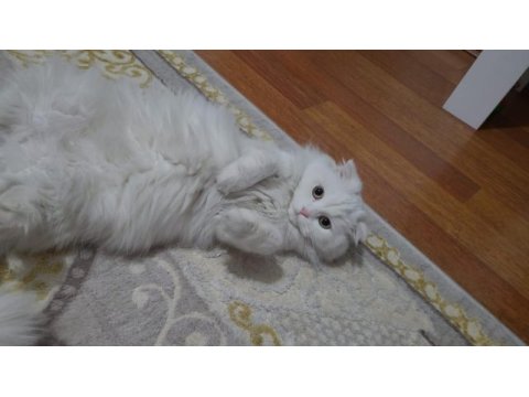Scottish fold 1 yaşında evcil aşılı hamile