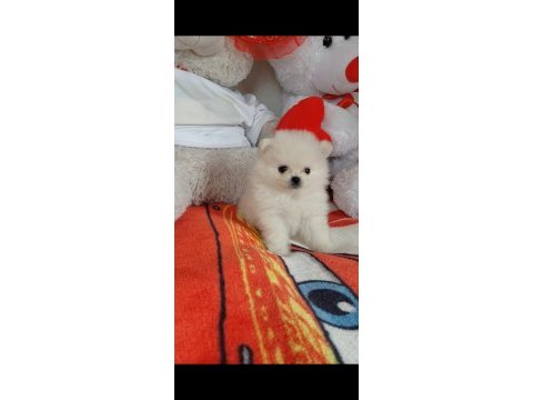 Pomeranian boo 55 günlük