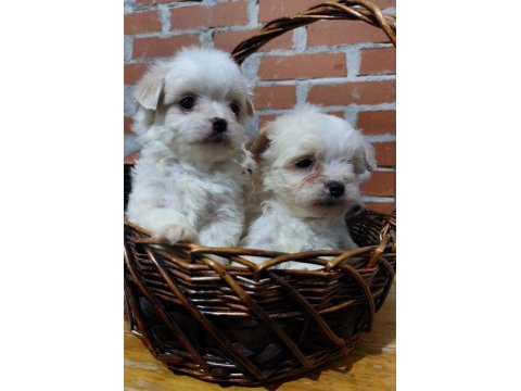 Sıfır boy terrier köpekler