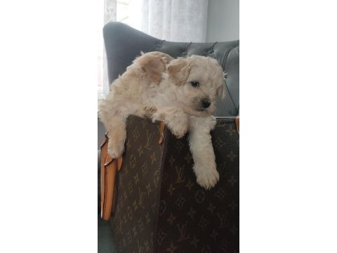 0 numara maltipoo bebekler