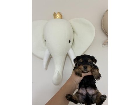 Yorkshire terrier bebek köpeklerimiz