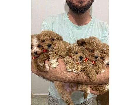 Maltipoo ırk ve sağlık garantili tüy dökmez