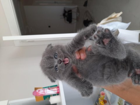 Scottish fold yavrularımız yeni yuvasını gitmeye hazır