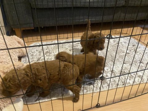 2 aylık kore kan dark brown son 2 erkek poodle