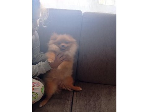 4 aylık pomeranian yer dolayısından vereceğim