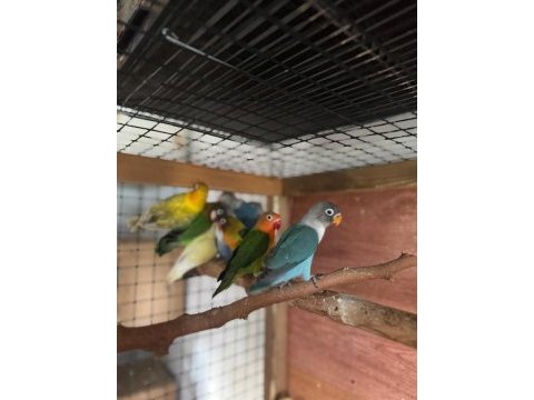 Sevda ve cennet papağanı yavruları