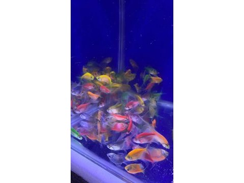 Tetra genetik