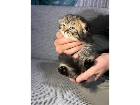 Tatlı scottish fold yavrularımız