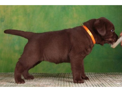 Labrador retriever yavrular teslime hazır