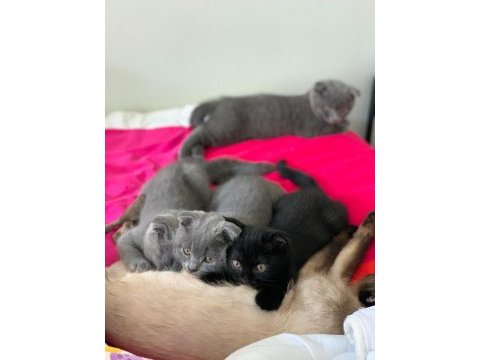 Her cins kedi bulunur