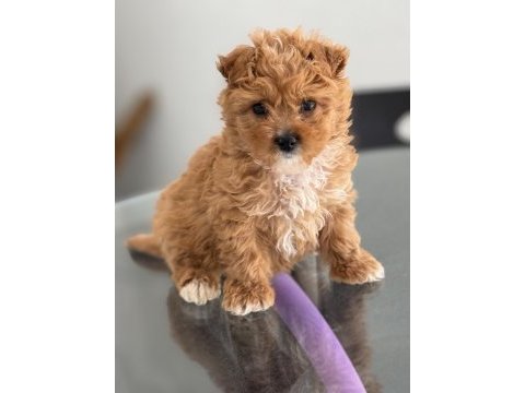 Yavru toy poodle acil verilecektir