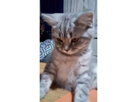 British shorthair 8 aylık erkek kedimiz