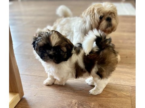 Anne altından saf kan shih tzu yavrular