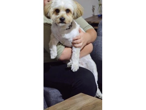 Morkie erkek