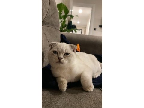 Scottish fold ismi sadık yatmayı ve sevilmeyi çok sever