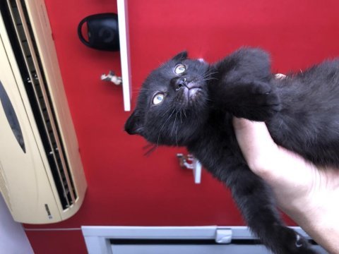 Scottish fold yavrular