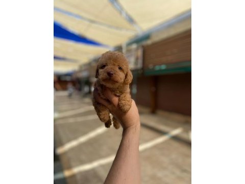 2 aylık orjinal toy poodle