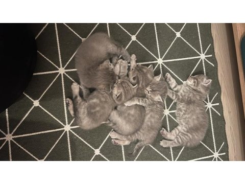 Anne baba british shorthair