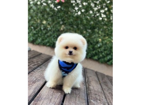 Pomeranian boo köpeği