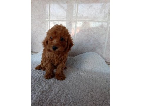 Erkek sağlıklı yavru poodle