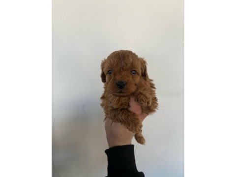 Tatlı toy poodle bebeklerim