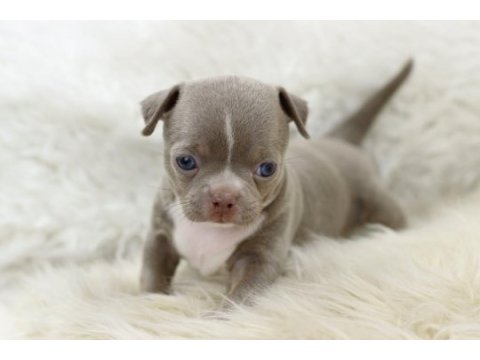 Egzotic teacup chihuahua