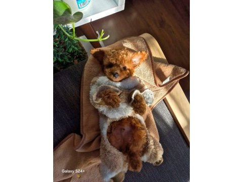 Orijinal toy poodle bebekler
