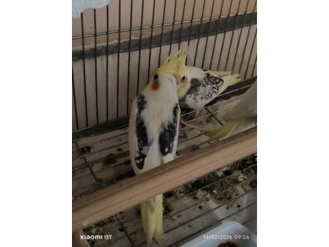 43 günlük yavru sultan papağanları alıştırmalik