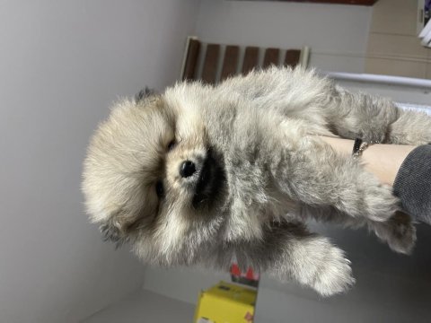 Bebek pomeranian erkek yavru