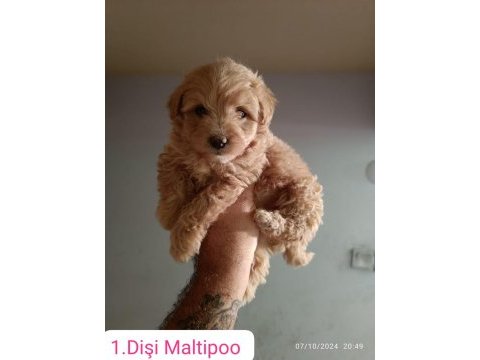 Maltipoo yavrular