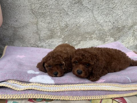Toy poodle hazır bebekler