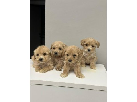 Maltipoo yavrularimiz