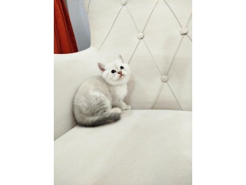 British shorthair ve scottish